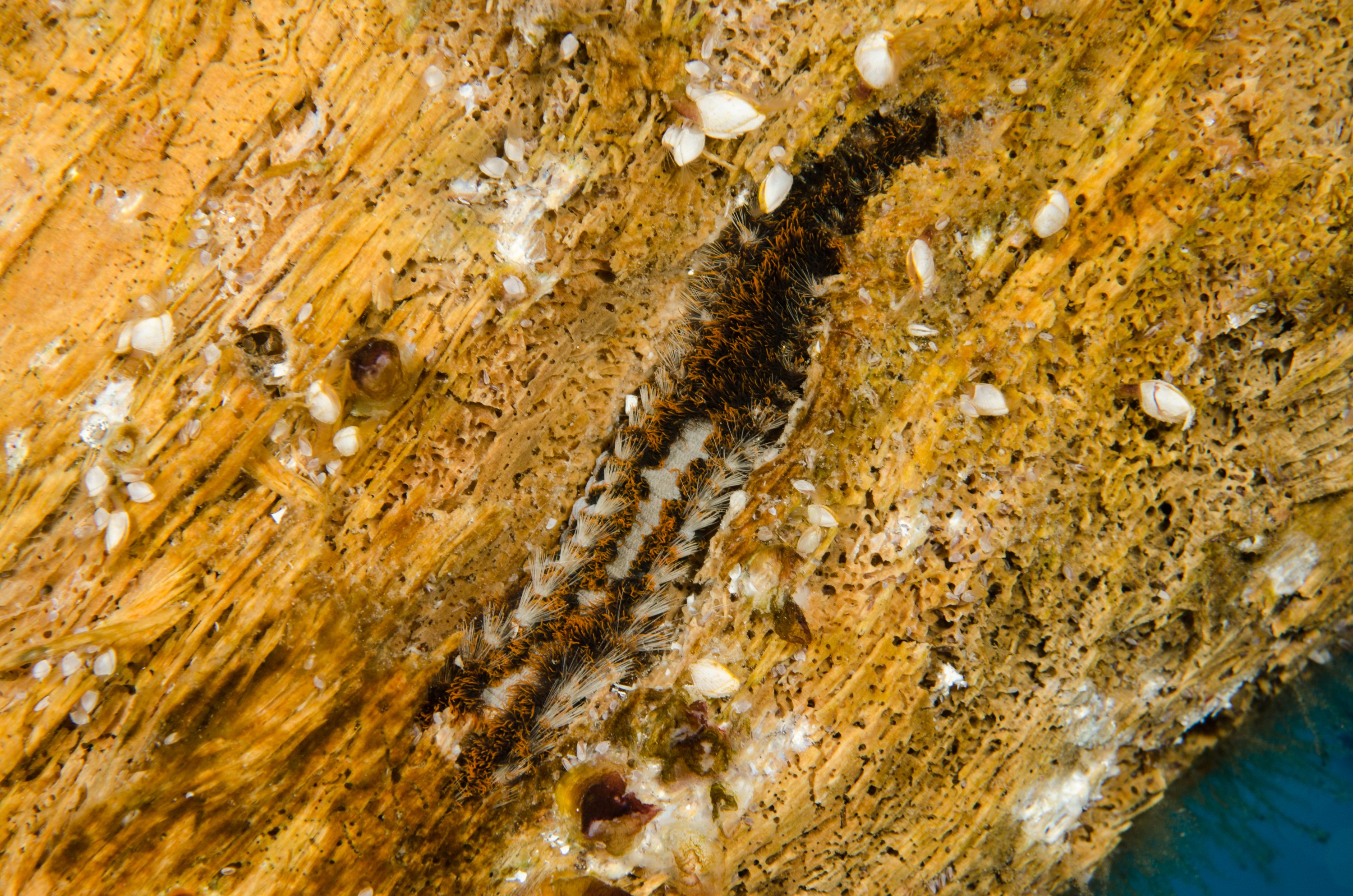 DSC_8295 – Fireworm, Unknown, flotsam, fire, worm, sting, poor, knights, marine reserve, worm, bristle, vagrant, Crispin, marine, new zealand, zealand, new, nz,